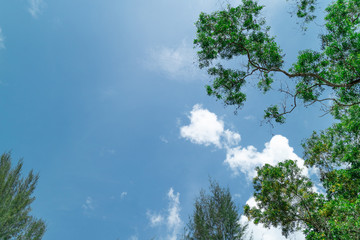 Green foliage background cloudy sky