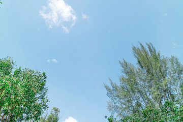 Green foliage background cloudy sky