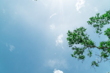 Obraz premium Green foliage background cloudy sky