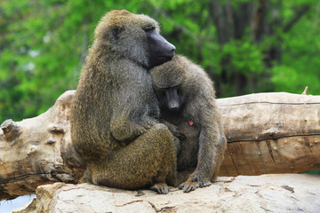 young baboon couple
