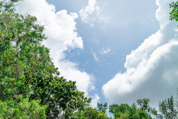 Green foliage background cloudy sky