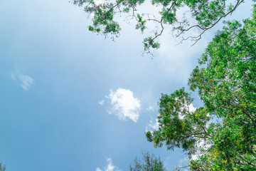 Green foliage background cloudy sky