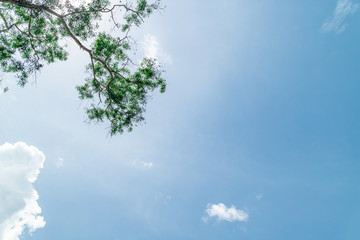 Green foliage background cloudy sky