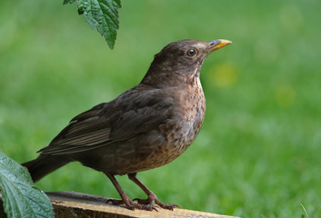 female blackbird in urban garden looking for food for young. © Paul