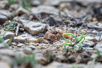 Even-fingered gecko genus Alcophyllex or squeaky gecko in wild nature