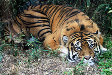 tiger is resting in the green grass
