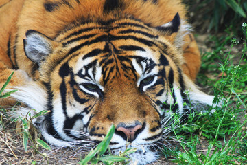 tiger is resting in the green grass