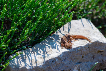 Even-fingered gecko genus Alcophyllex or squeaky gecko in wild nature