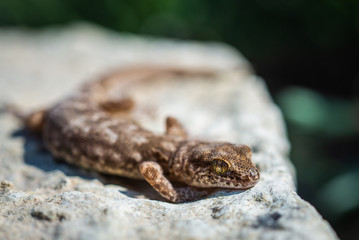 Even-fingered gecko genus Alcophyllex or squeaky gecko in wild nature