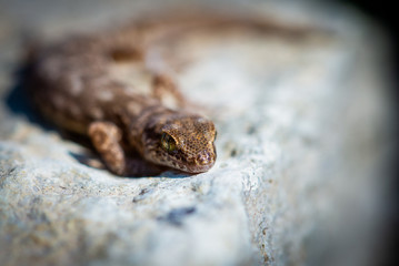 Even-fingered gecko genus Alcophyllex or squeaky gecko in wild nature