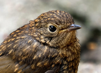 Baby Robin in uban garden waiting to be fed.
