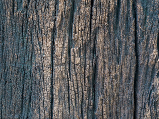 Obraz premium Closeup dried texture of dark brown bark.
