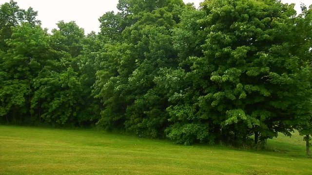 Grass, trees, wind, rain, summer