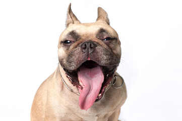 Yawning face of french bulldog isolated on white background