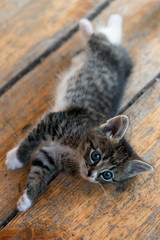 Young striped kitten resting on the wooden floor. Kitten after a hearty lunch.