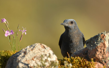 Roquero solitario en la pedriza