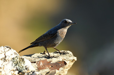 Roquero solitario en la pedriza