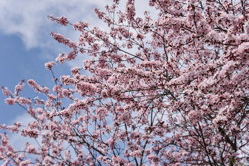Cherry tree in blossom.