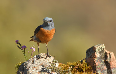 Roquero rojo en la montaña
