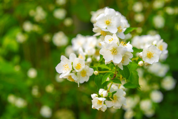 Jasmine blossom, selective focus. White jasmine. The branch delicate spring flowers
