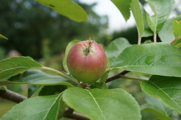 apple tree with unripe apple