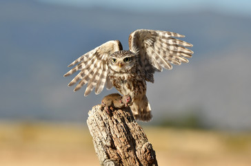 Mochuelo capturando una presa