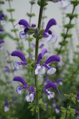 Salvia madeline