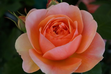 orange rose close up