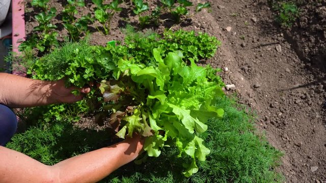 Green garden parsley, dill and lettuce. Collect greens from the garden. Green LIFE.