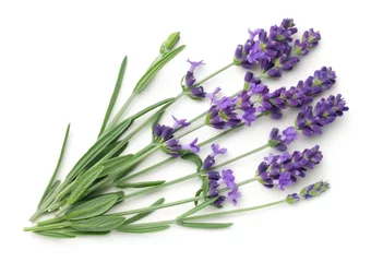 Fotobehang Lavendel Lavendel Bloemen Geïsoleerd Op Een Witte Achtergrond