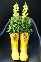 yellow flowers in yellow wellies