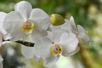 Fototapeta na wymiar Orchidée Phalaenopsis blanche