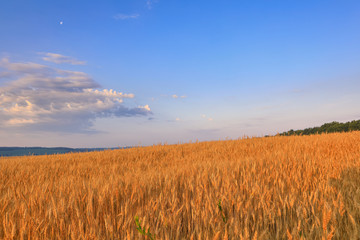 field of golden wheat against the blue sky