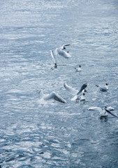a flock of river gulls flies over the water