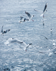 a flock of river gulls flies over the water