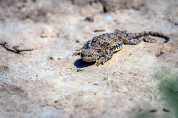 Phrynocephalus helioscopus agama close portrait of in nature