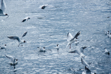 a flock of river gulls flies over the water