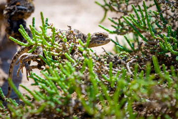 Phrynocephalus helioscopus agama close portrait of in nature