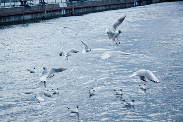 a flock of river gulls flies over the water