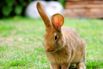 Brown fluffy rabbit eating the grass.