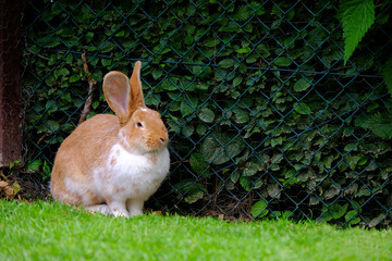 Fluffy rabbit with white and red fur in the grass.