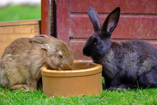 Two brown rabbits drinking water in the garden.