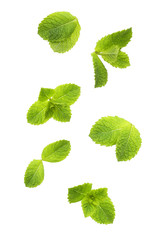 Naklejka na ściany i meble Green mint leaves isolated