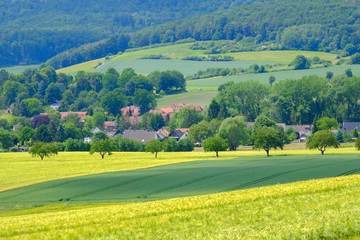 Obraz premium View on the agricultural fields with grain in Germany.