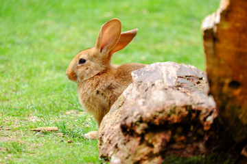 Fluffy beige rabbit in green grass.