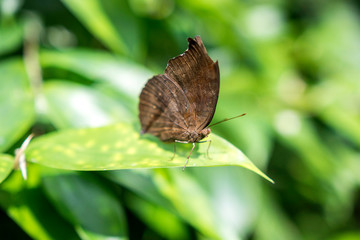 Obraz premium Brown butterfly closeup kuala lumpur butterfly park