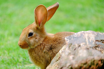Fluffy beige rabbit in green grass.
