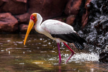 yellow-billed stork standing in the water