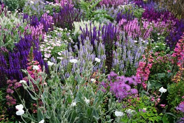 salvia perennial flowers