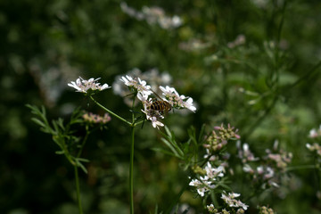 Honey Bee on flower